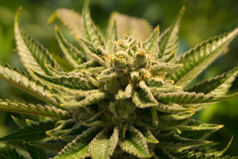 weed