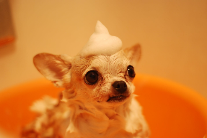 a dog with foam on its head
